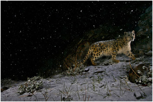 Picture 3 of Unbelievable moments in the animal world