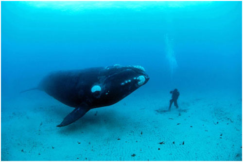 Picture 4 of Unbelievable moments in the animal world