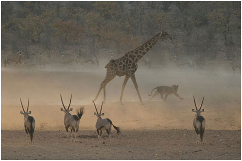 Picture 5 of Unbelievable moments in the animal world