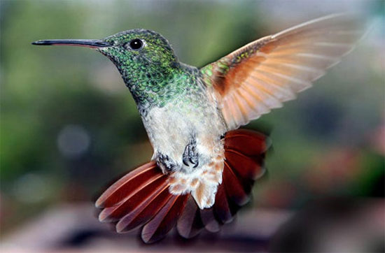 Picture 7 of Unbelievable records of birds