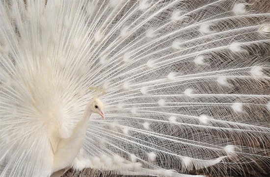 Picture 8 of Unbelievable records of birds