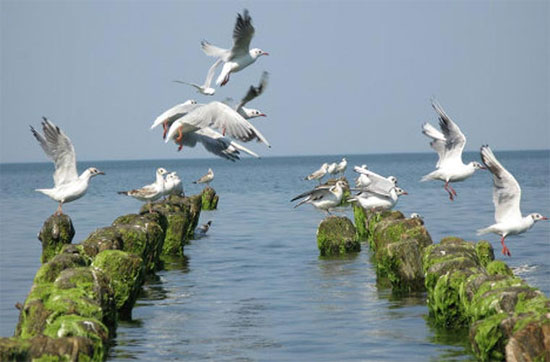 Picture 9 of Unbelievable records of birds