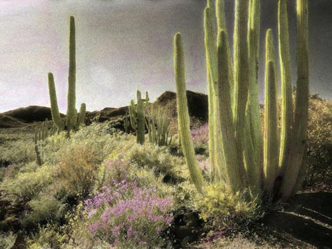 Picture 7 of Unbelievable sight in the desert