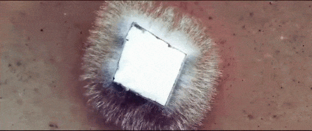 Picture 1 of Unbelievable special skin made entirely from ... mushrooms!