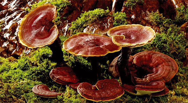 Picture 2 of Unbelievable special skin made entirely from ... mushrooms!