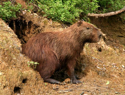 Picture 1 of Unbelievable story about a pig-like rat in South America