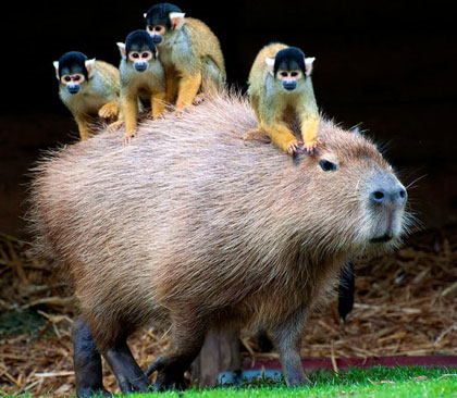 Picture 2 of Unbelievable story about a pig-like rat in South America