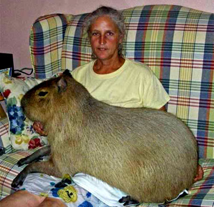 Picture 4 of Unbelievable story about a pig-like rat in South America