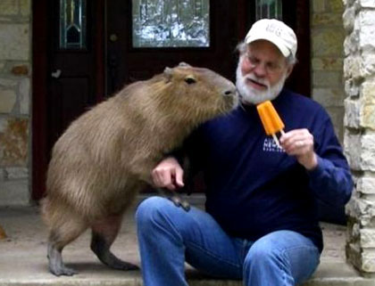 Picture 5 of Unbelievable story about a pig-like rat in South America