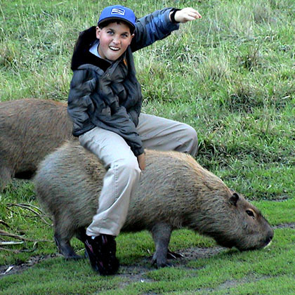 Picture 7 of Unbelievable story about a pig-like rat in South America