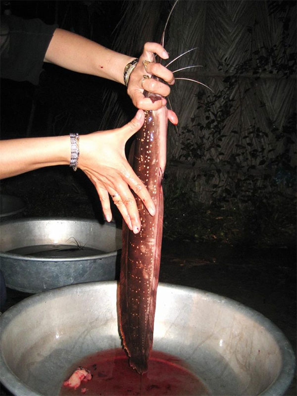Picture 3 of Unbelievably between the four surface waters, Phu Quoc has a strange and poisonous fish