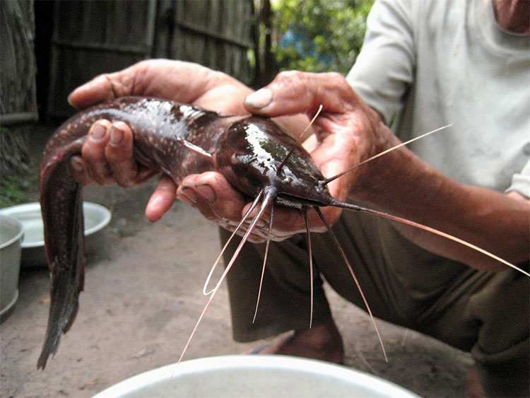 Picture 4 of Unbelievably between the four surface waters, Phu Quoc has a strange and poisonous fish