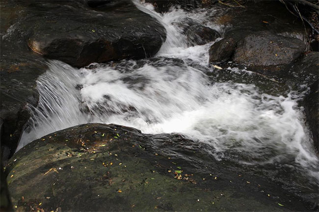 Picture 6 of Unbelievably between the four surface waters, Phu Quoc has a strange and poisonous fish