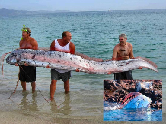Picture 5 of Unbelievably strange animals (2)