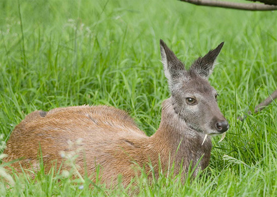 Picture 6 of Unbelievably strange animals (2)