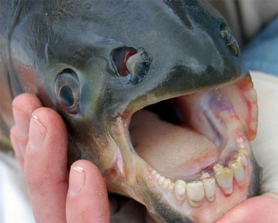 Picture 1 of Unbelievably strange animals