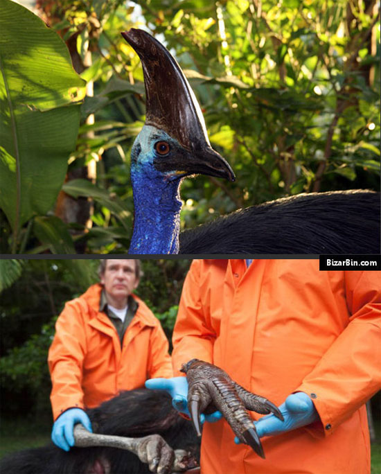Picture 2 of Unbelievably strange animals