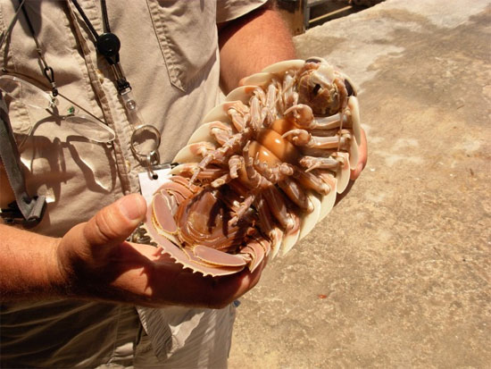 Picture 3 of Unbelievably strange animals