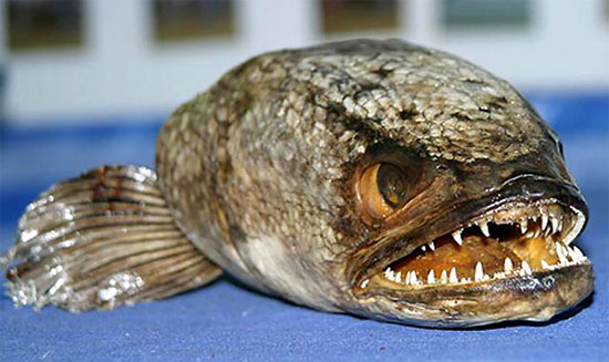 Picture 4 of Unbelievably strange animals