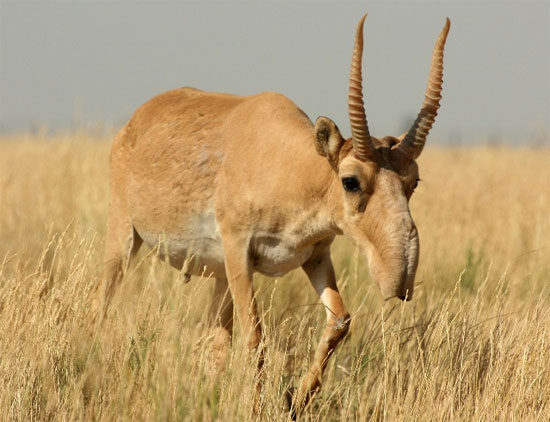 Picture 5 of Unbelievably strange animals
