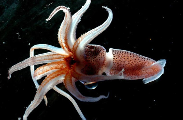 Picture 10 of Unbelievably strange sea animals