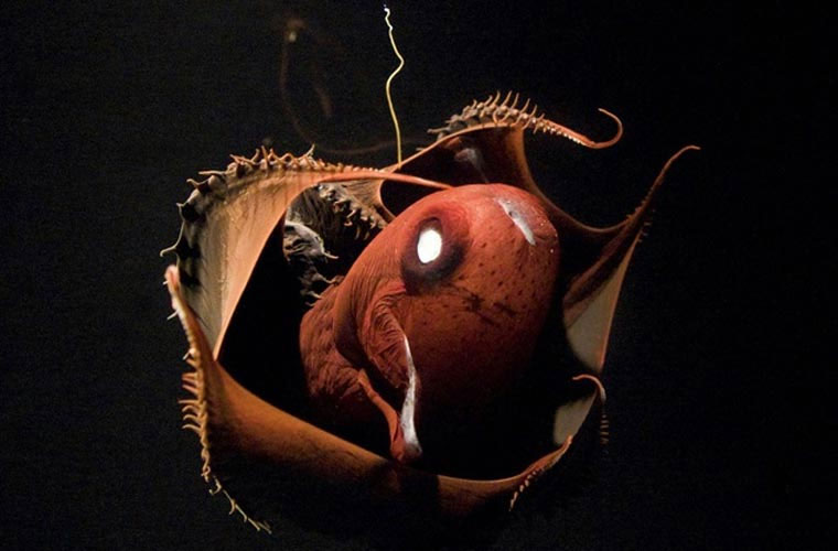 Picture 9 of Unbelievably strange sea animals