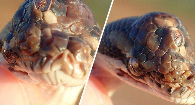 Picture 1 of Uncover 3 strange eyes in Northern Australia
