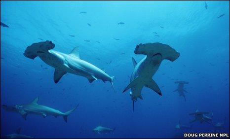 Picture 1 of Uncover the mystery of hammerhead sharks