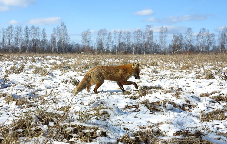 Picture 1 of Uncover the secret to help animals survive the Chernobyl disaster