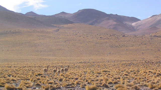 Picture 1 of Underground oasis under the world's driest desert