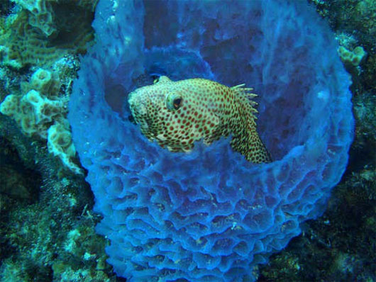 Picture 1 of Understanding non-brain animals knows how to sneeze like a human