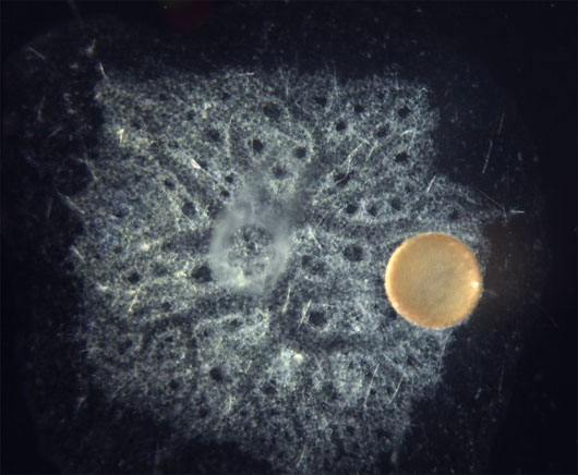 Picture 2 of Understanding non-brain animals knows how to sneeze like a human