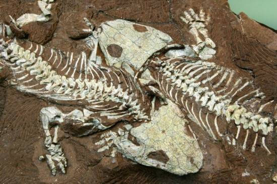 Picture 3 of Understanding the formation of fossils in nature (1)