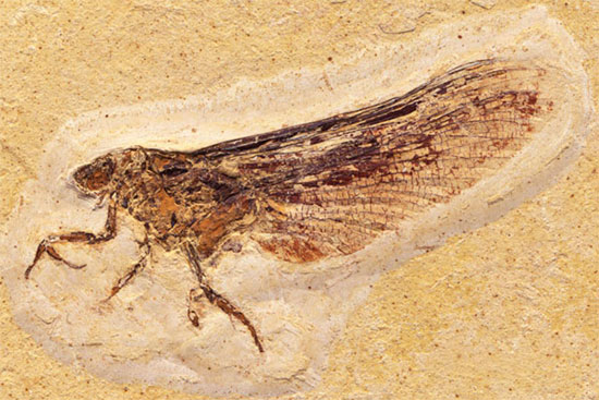 Picture 4 of Understanding the formation of fossils in nature (1)
