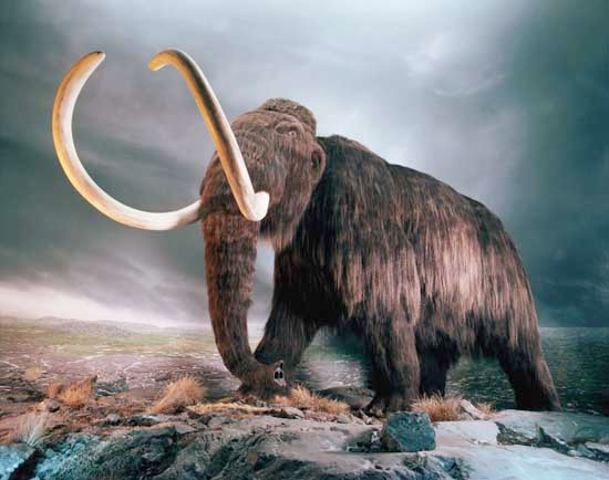 Picture 5 of Understanding the formation of fossils in nature (1)