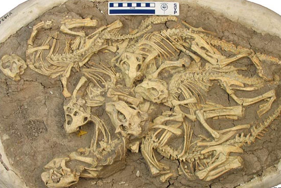 Picture 2 of Understanding the formation of fossils in nature (2)