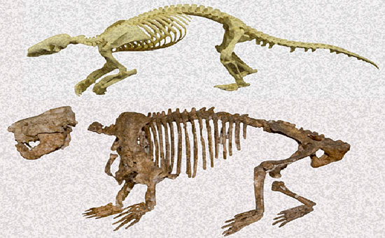 Picture 3 of Understanding the formation of fossils in nature (2)