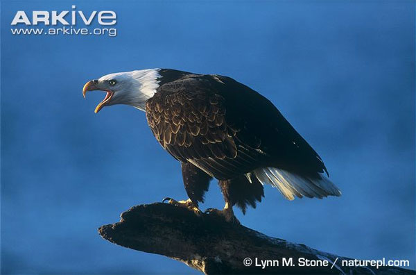 Picture 1 of Understanding the giant carnivorous bird known as the