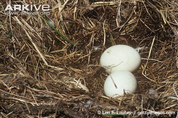 Picture 5 of Understanding the giant carnivorous bird known as the