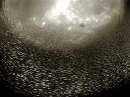 Picture 10 of Underwater life