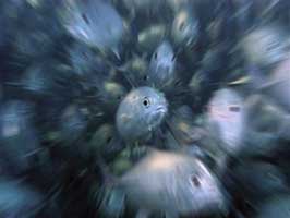 Picture 11 of Underwater life