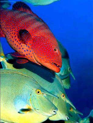 Picture 9 of Underwater life