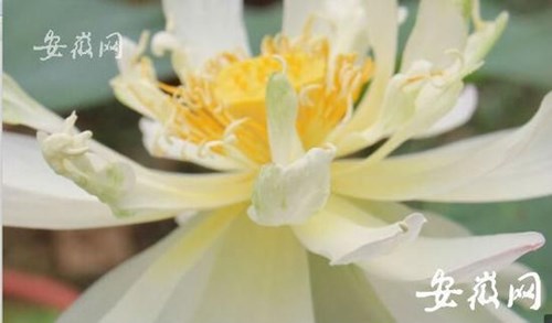 Picture 1 of Unexpected 600-year-old lotus seed wakes up to bloom in China