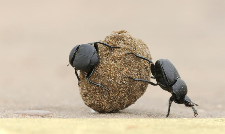 Picture 2 of Unexpected applications from animal waste