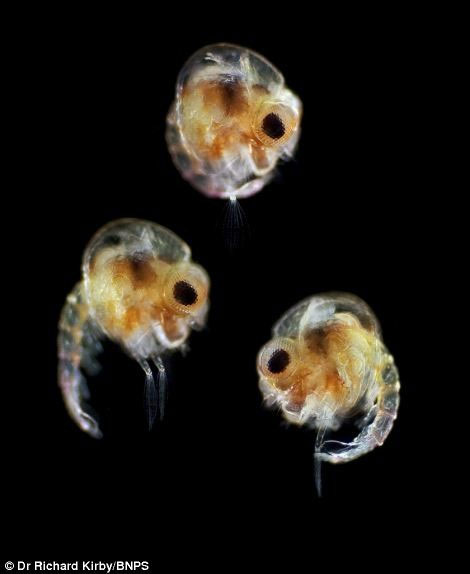 Picture 8 of Unexpected beauty of plankton under a microscope