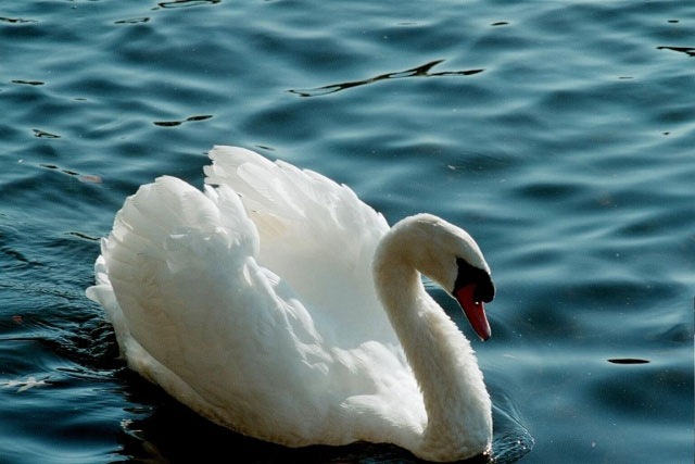 Picture 1 of Unexpected discoveries of swans