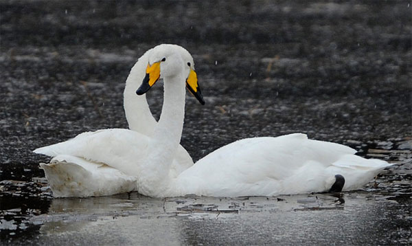 Picture 2 of Unexpected discoveries of swans