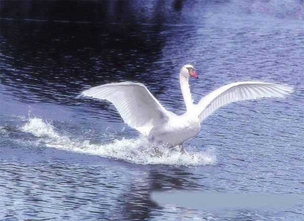 Picture 3 of Unexpected discoveries of swans