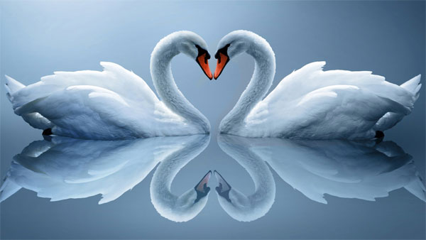 Picture 4 of Unexpected discoveries of swans