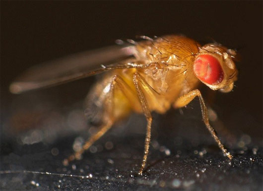 Picture 1 of Unexpected discoveries of tiny fruit flies